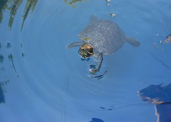 Дом отдыха Osrodek Wypoczynkowy Mewa *